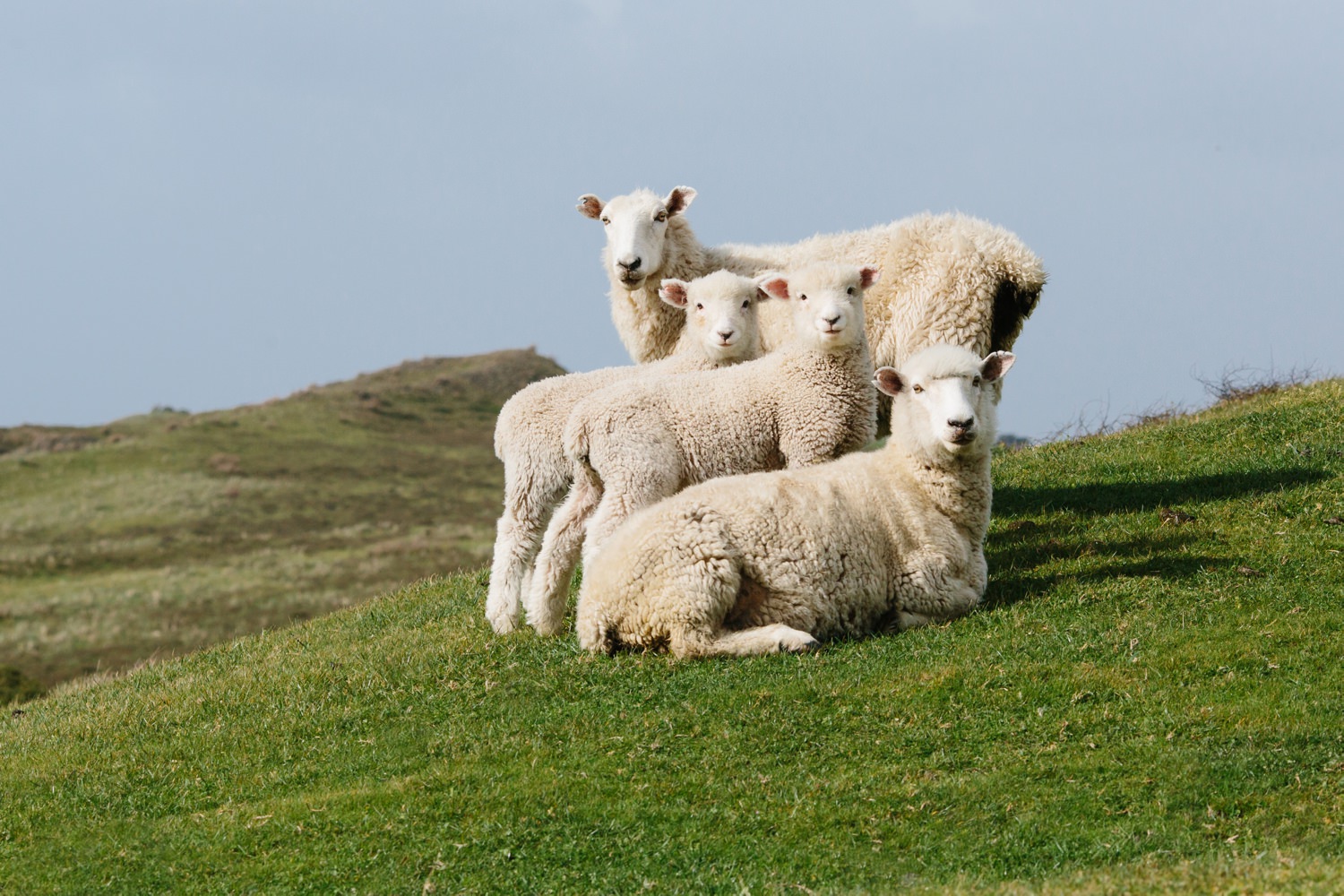 new-zealand-sheep-farm-cameron-zegers-photography.jpg