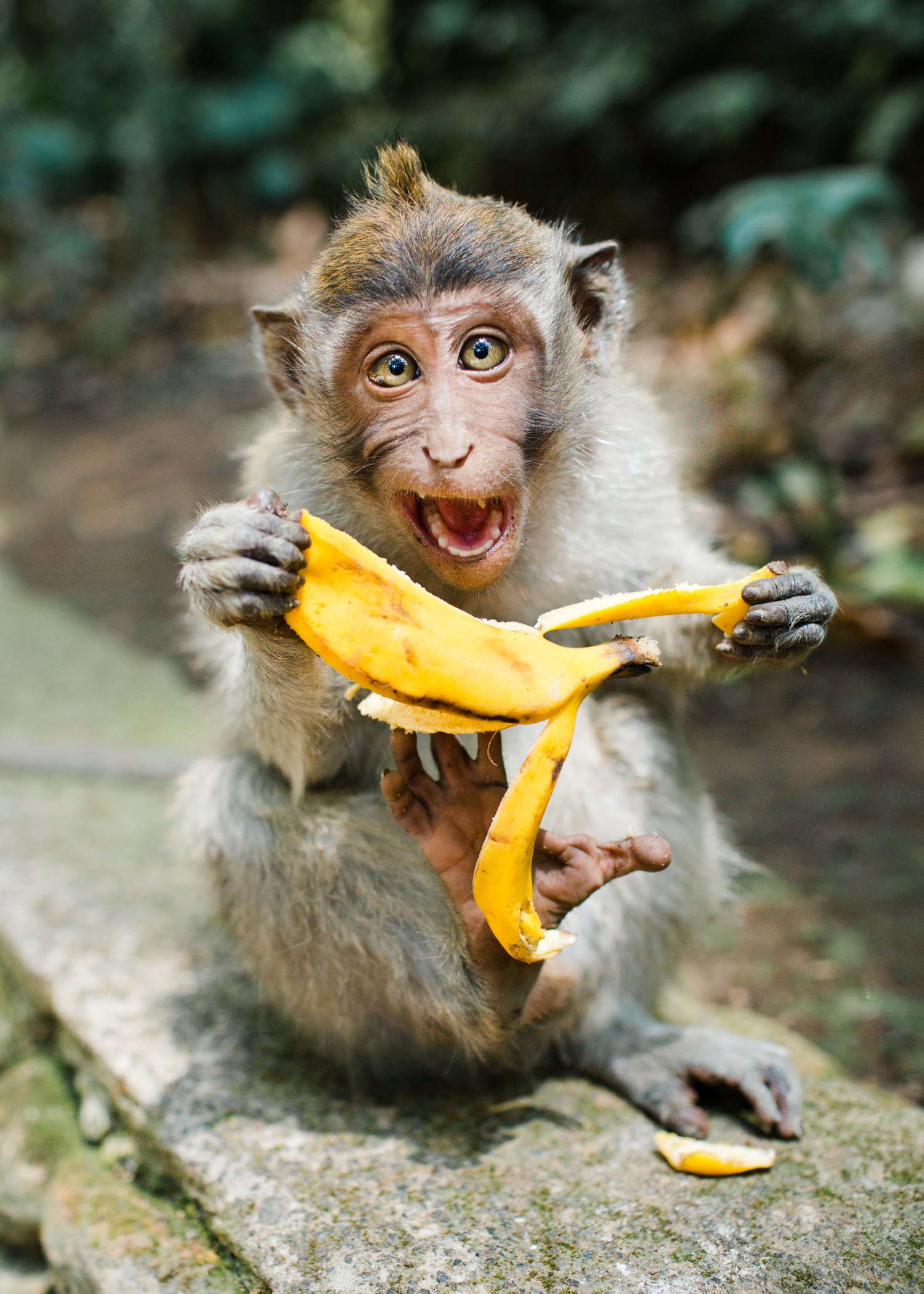 bali-monkey-cameron-zegers-travel-photographer.jpg