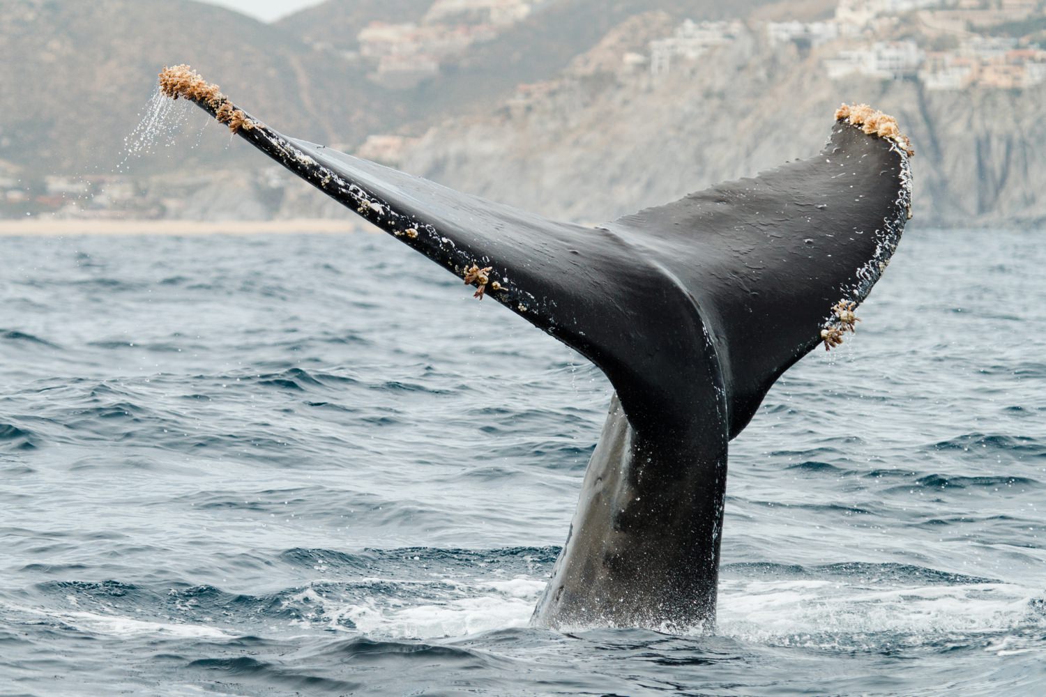 mexico-baja-humpback-whale-cameron-zegers-photographer.jpg