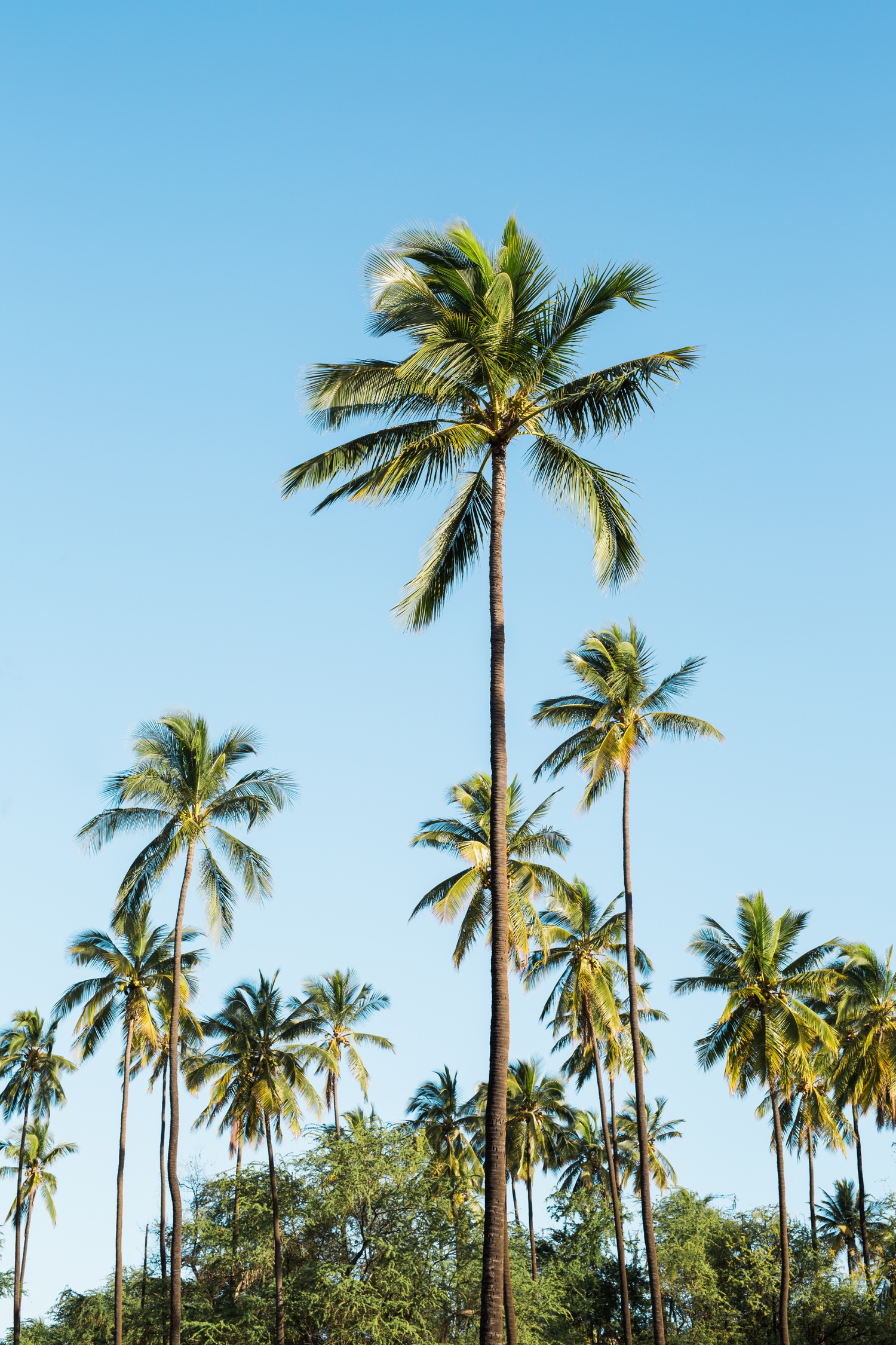 hawaii-travel-palm-trees-tropical-cameron-zegers.jpg