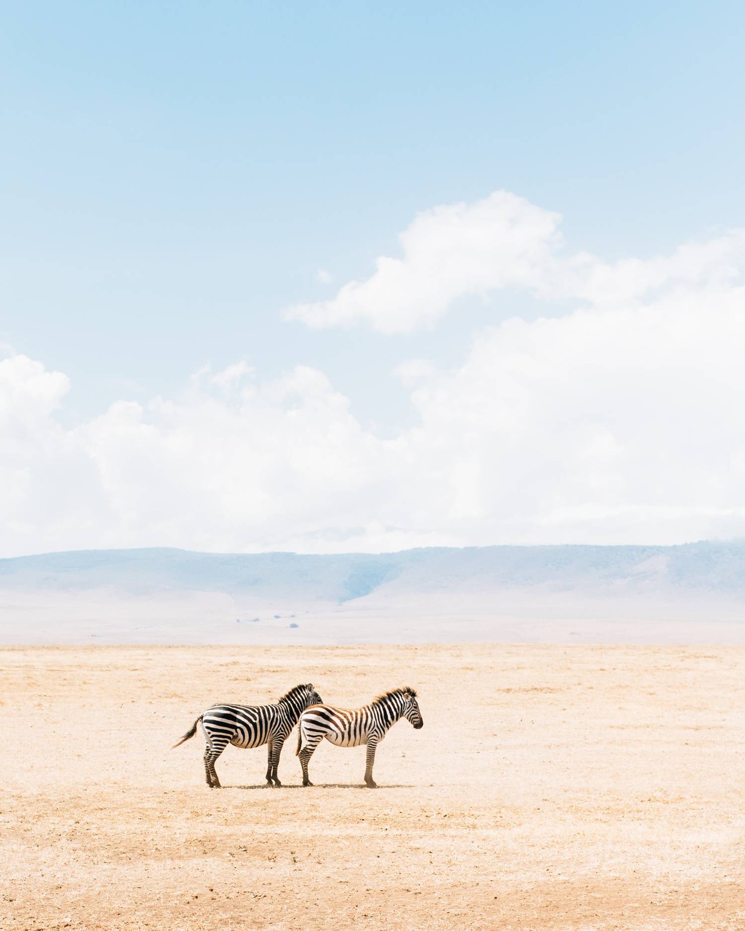 tanzania-zebras-travel-photographer-cameron-zegers.jpg