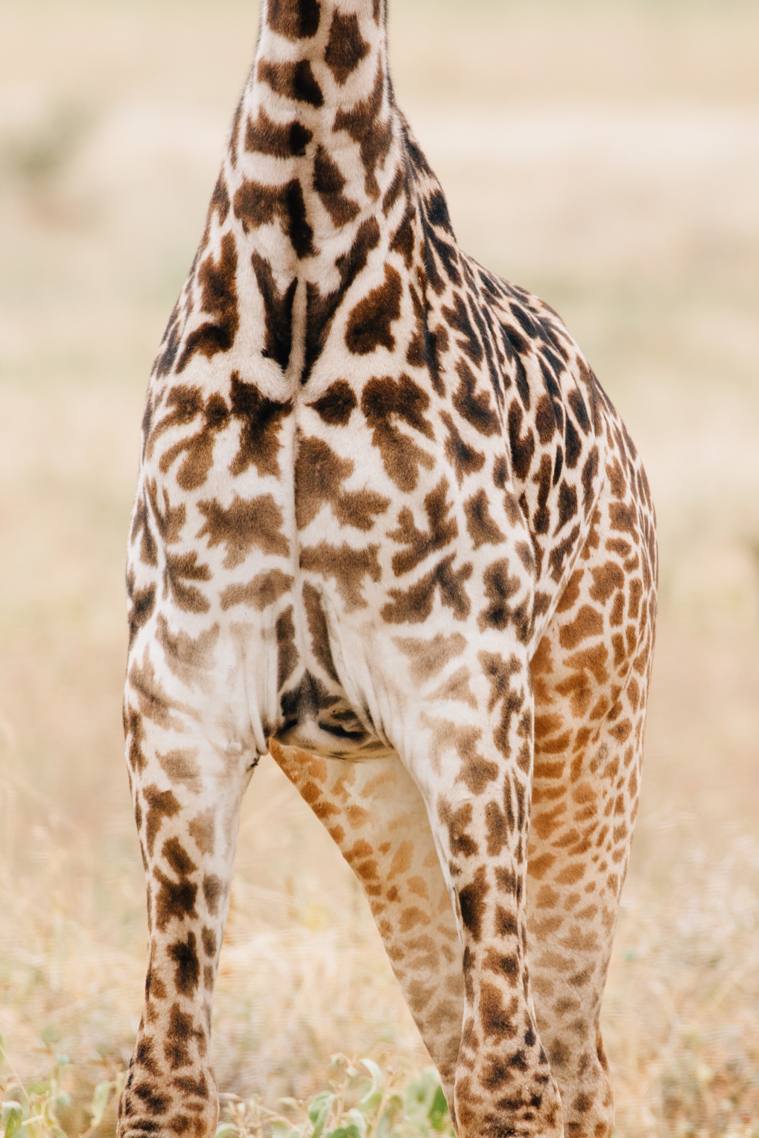 giraffe-tanzania-cameron-zegers-photographer.jpg