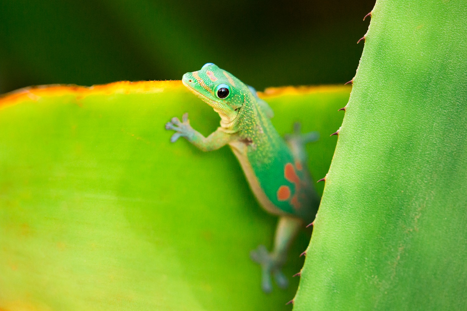 cameron-zegers-travel-photographer-seattle-wildlife-gecko.jpg