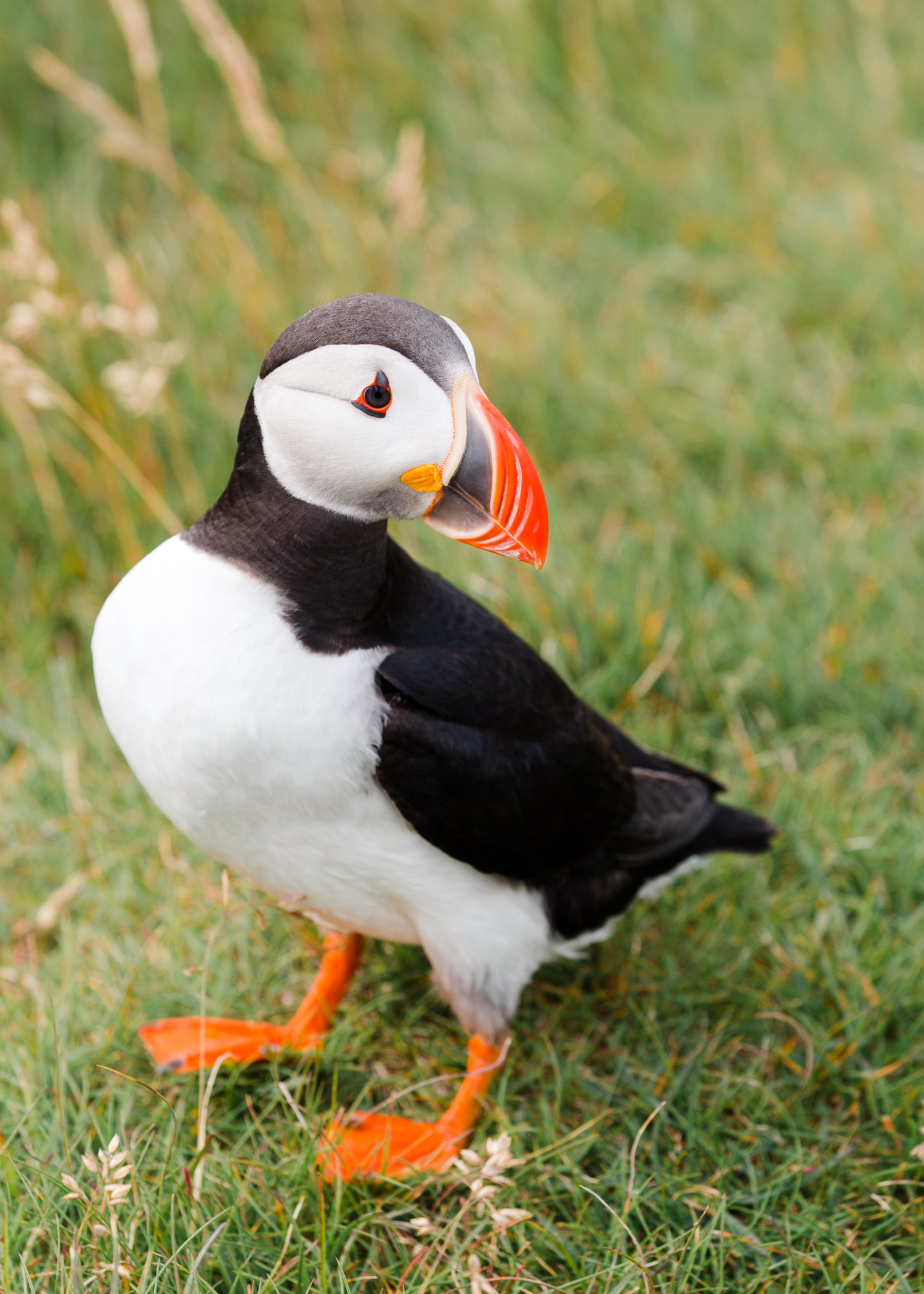 cameron-zegers-travel-photographer-seattle-iceland-nature-puffin.jpg