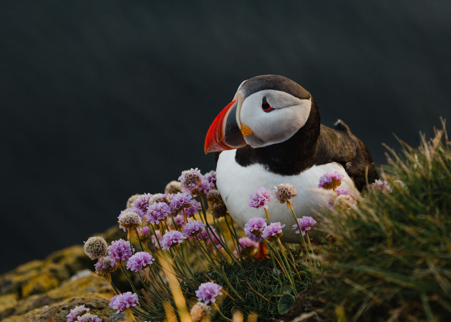 cameron-zegers-travel-photographer-seattle-iceland-wildlife-puffin.jpg