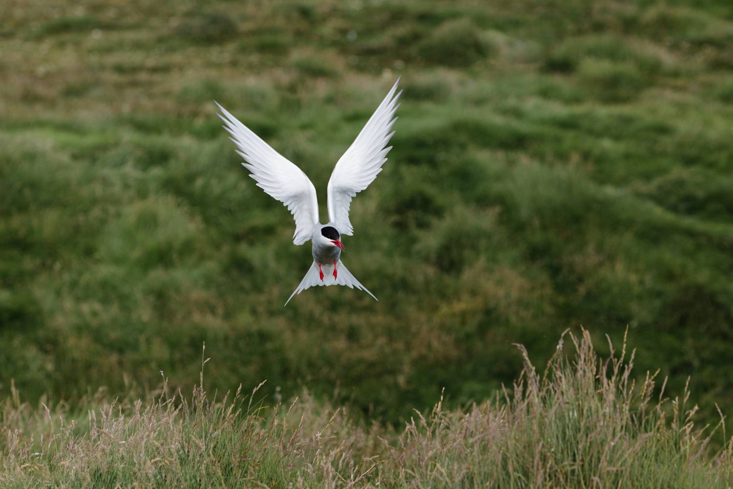 cameron-zegers-wildlife-photographer-iceland.jpg