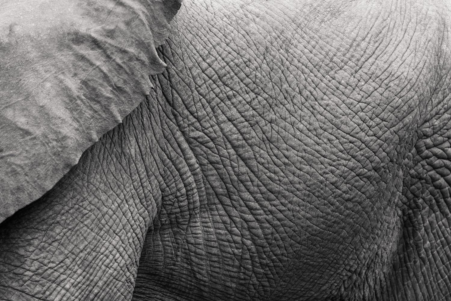 cameron-zegers-travel-photographer-tanzania-elephant-editorial.jpg