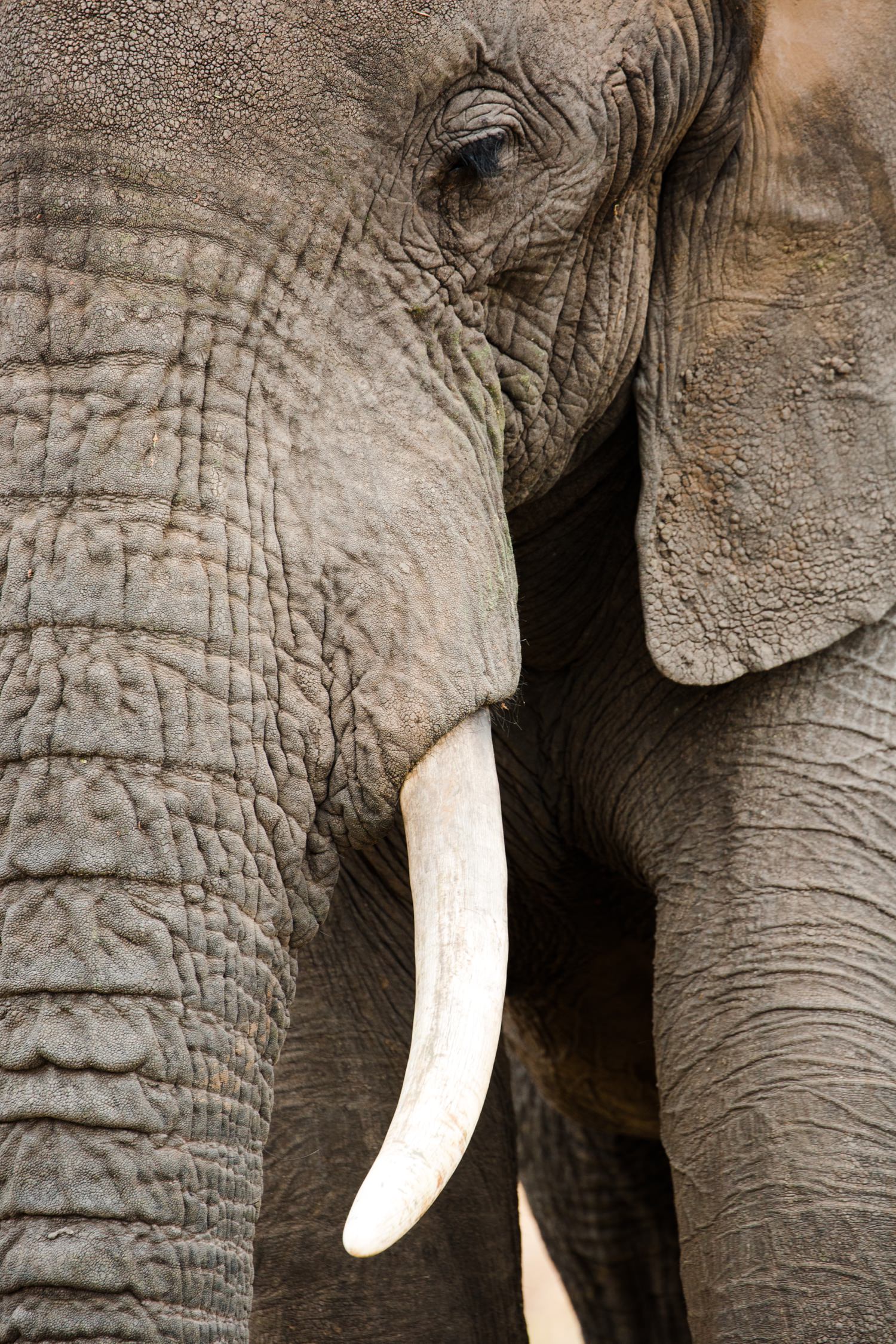 cameron-zegers-travel-photographer-tanzania-elephant-stock.jpg