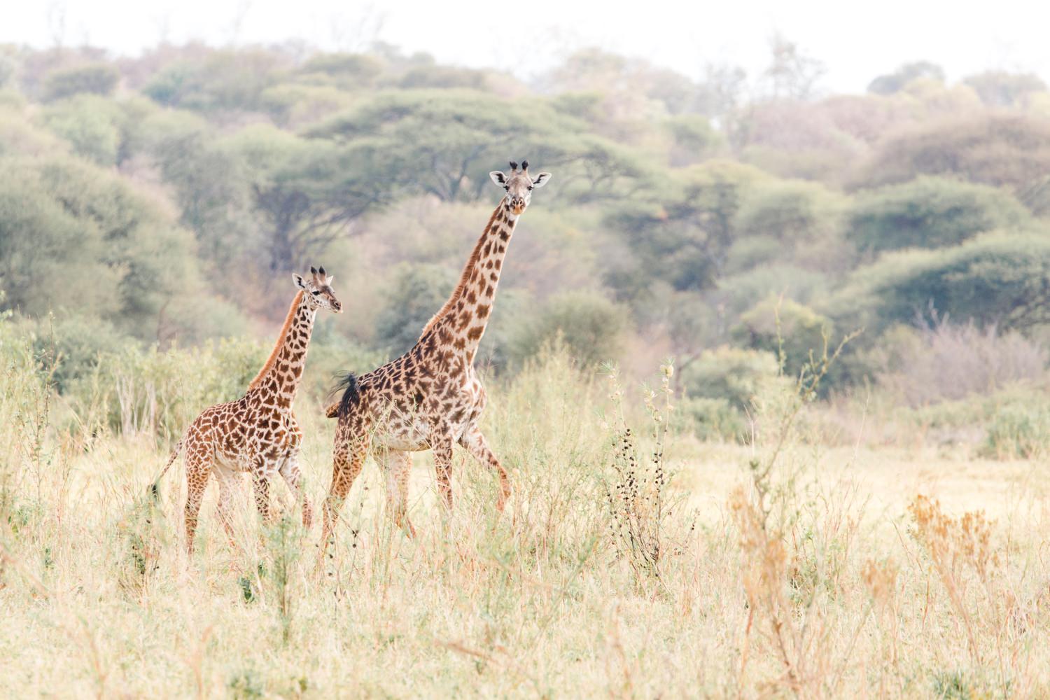 cameron-zegers-travel-photographer-tanzania-giraffe.jpg