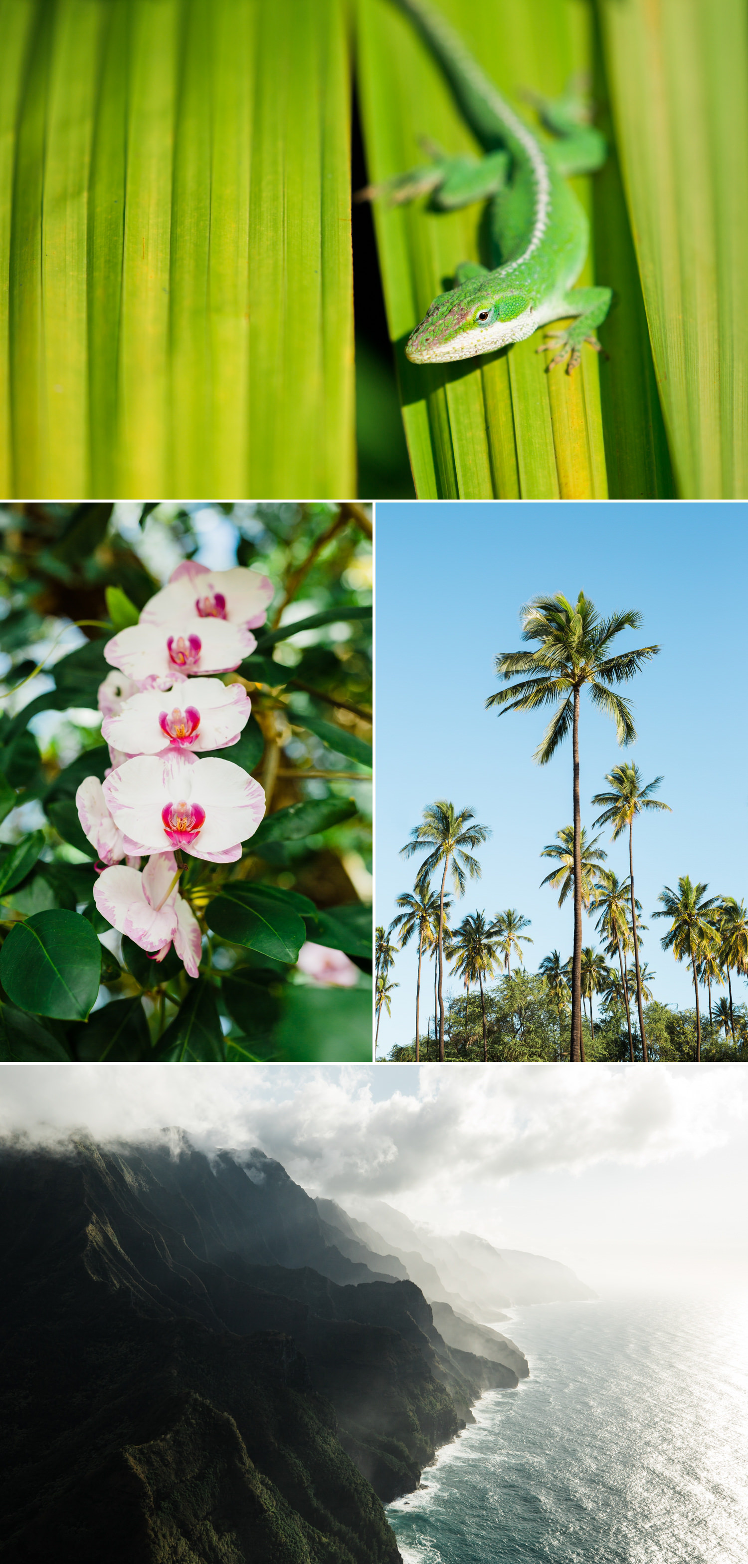 cameron-zegers-photography-travel-hawaii-kauai-18.jpg