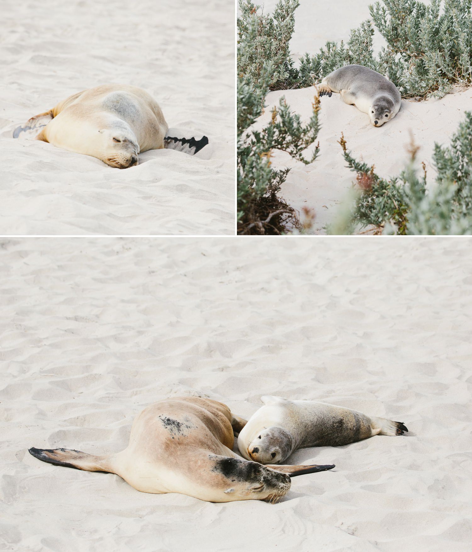 cameron-zegers-seattle-photographer-kangaroo-island-australia-travel_0012.jpg
