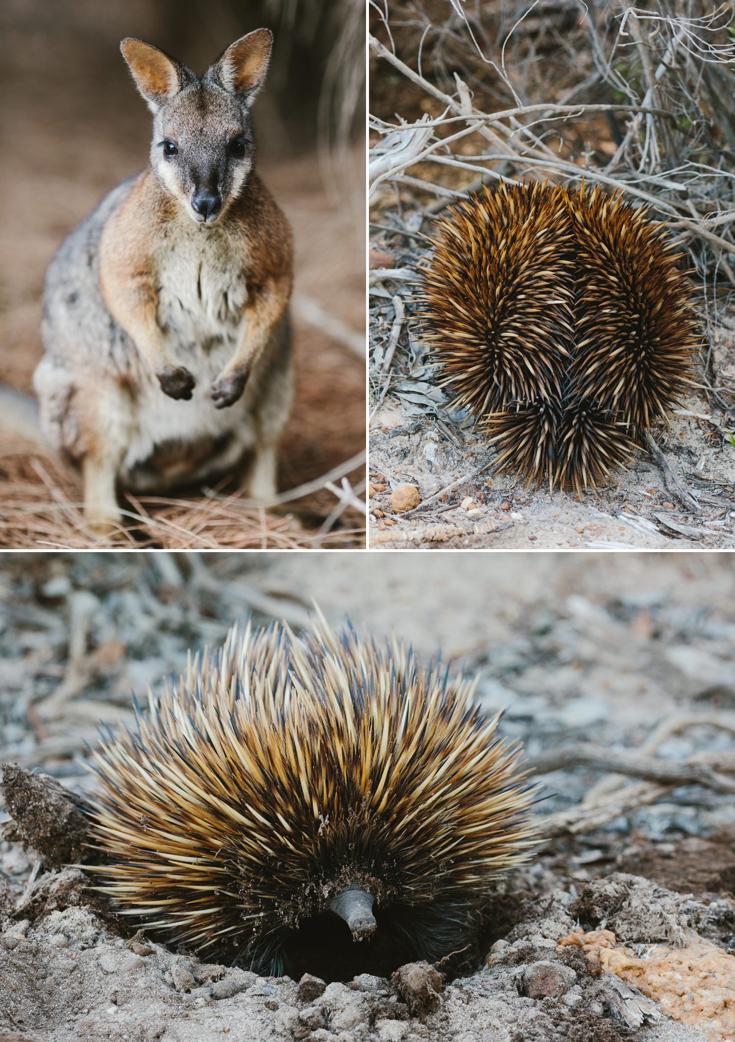 cameron-zegers-seattle-photographer-kangaroo-island-australia-travel_0015.jpg