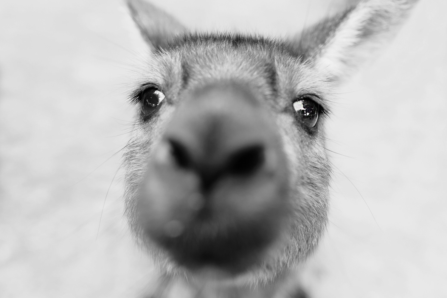 cameron-zegers-seattle-photographer-kangaroo-island-australia-travel_0020.jpg