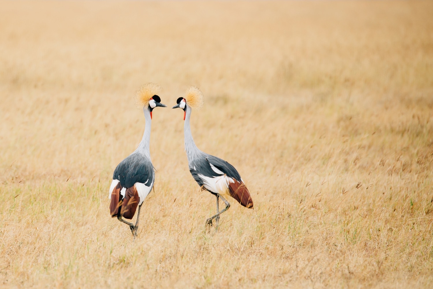 cameron-zegers-photographer-seattle-travel-national-geographic-student-expeditions-tanzania_0049.jpg