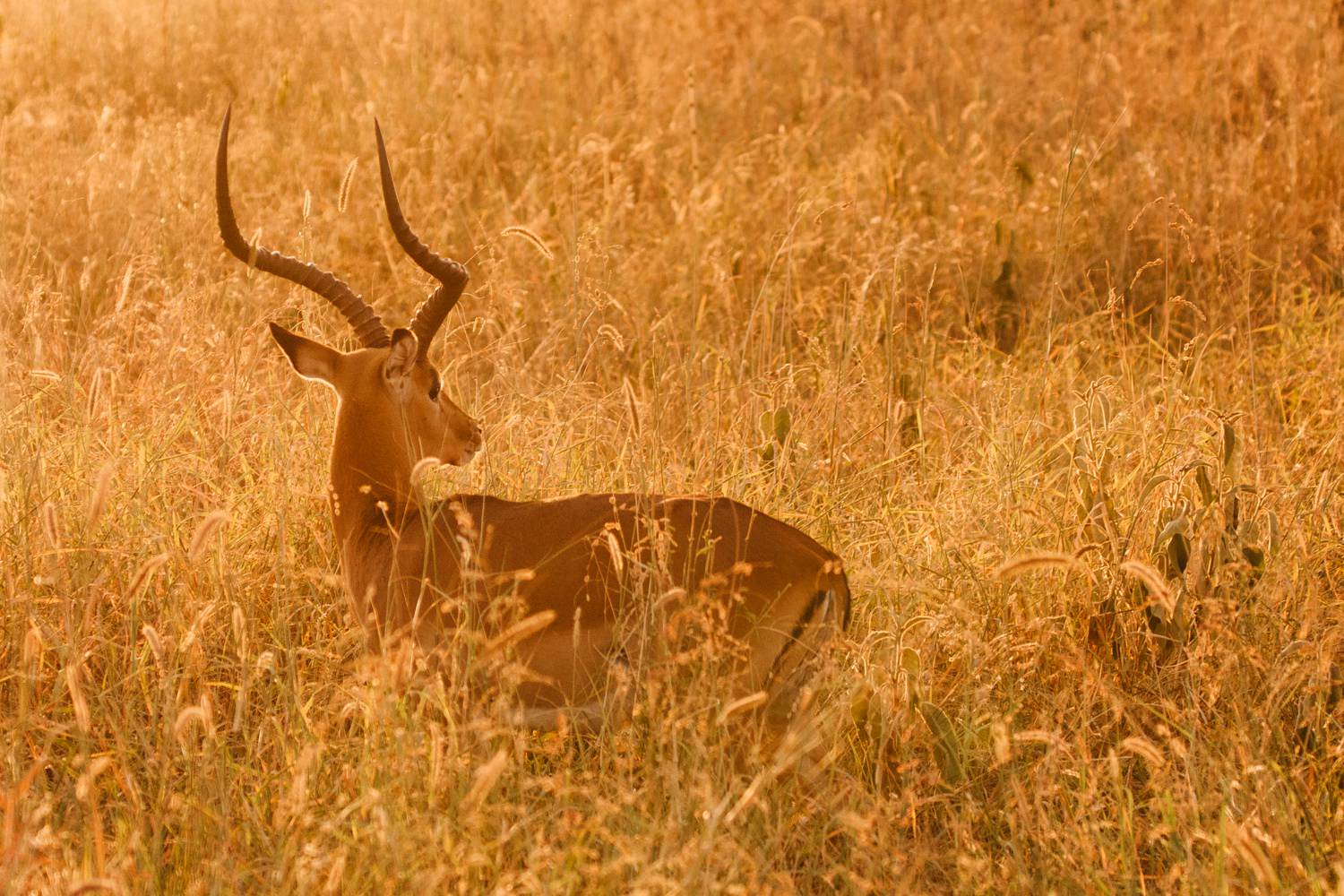 cameron-zegers-photographer-seattle-travel-national-geographic-student-expeditions-tanzania_0050.jpg