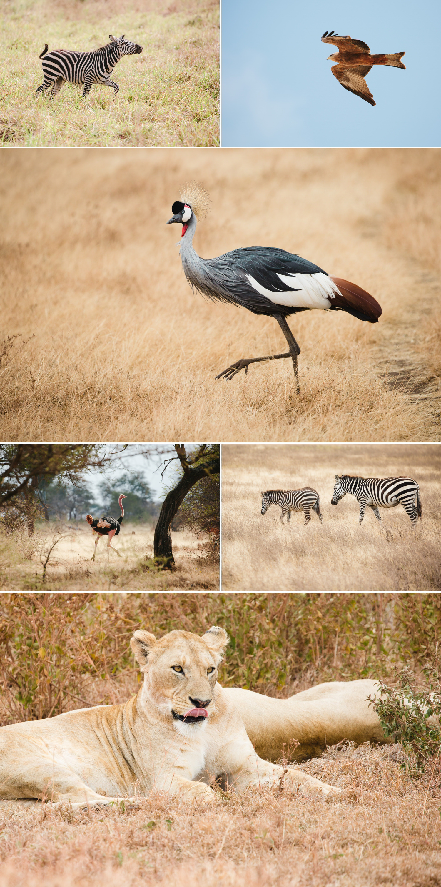 cameron-zegers-photography-travel-tanzania-national-geographic-seattle-15.jpg