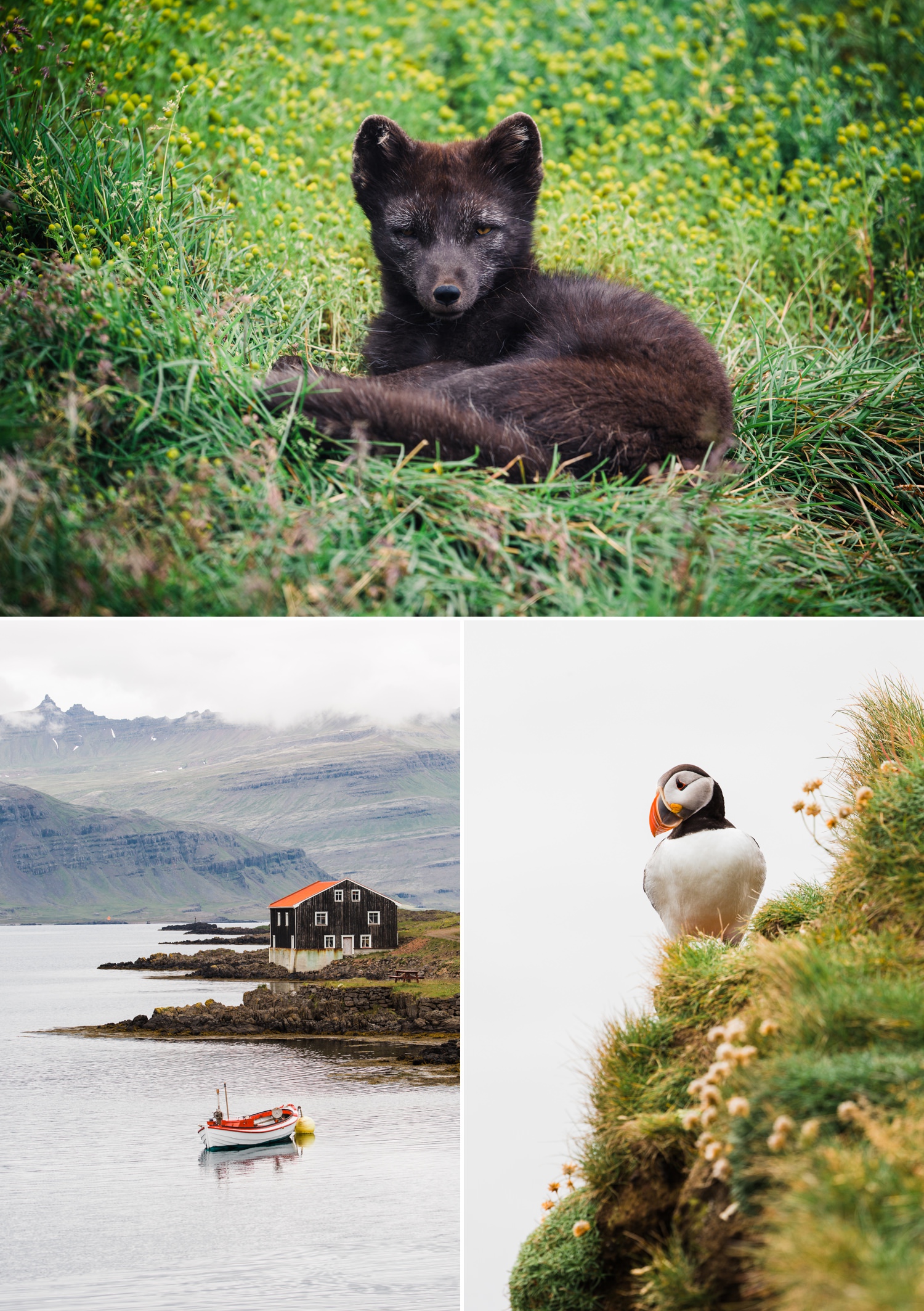 8-iceland-wildlife-arctic-fox-puffin.jpg