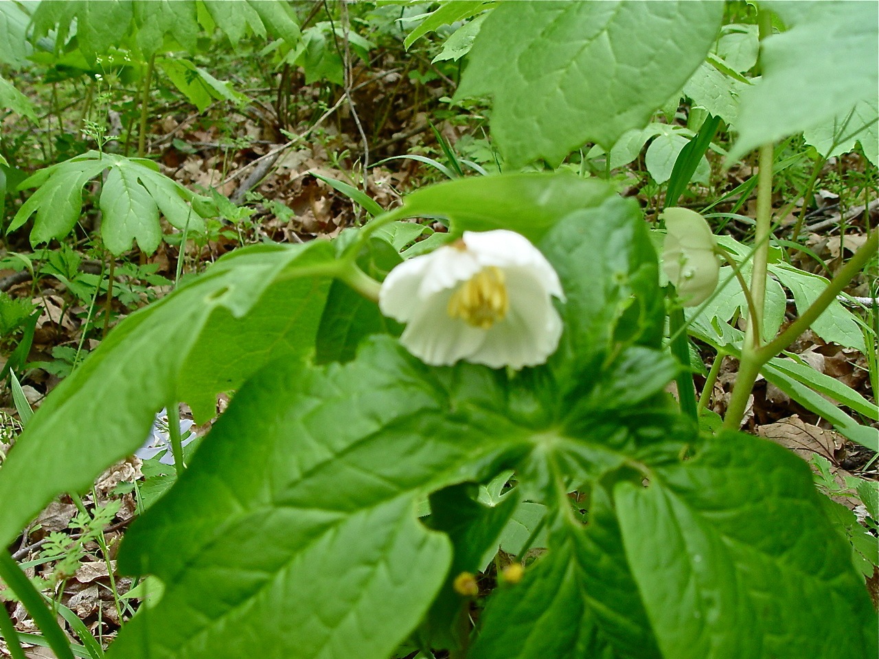 DSC04082.jpg