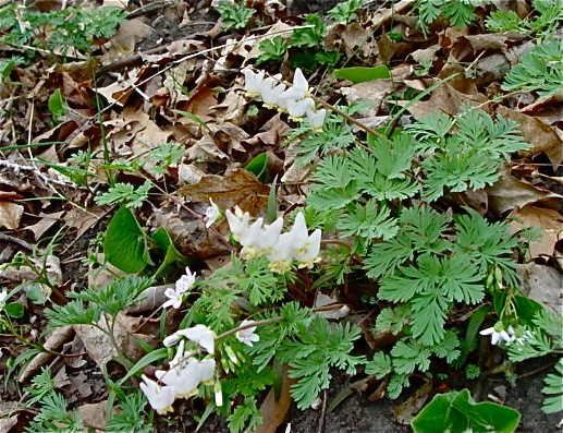 Dutchman's Breeches12-3908.jpg