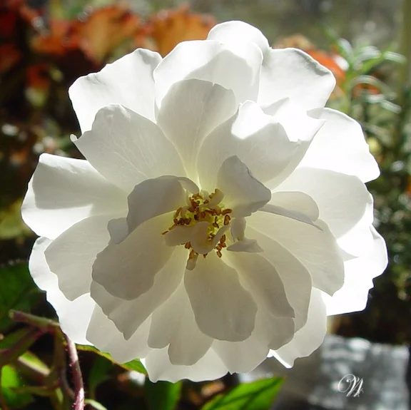 Rose-White-09938 cropped-mono.jpg