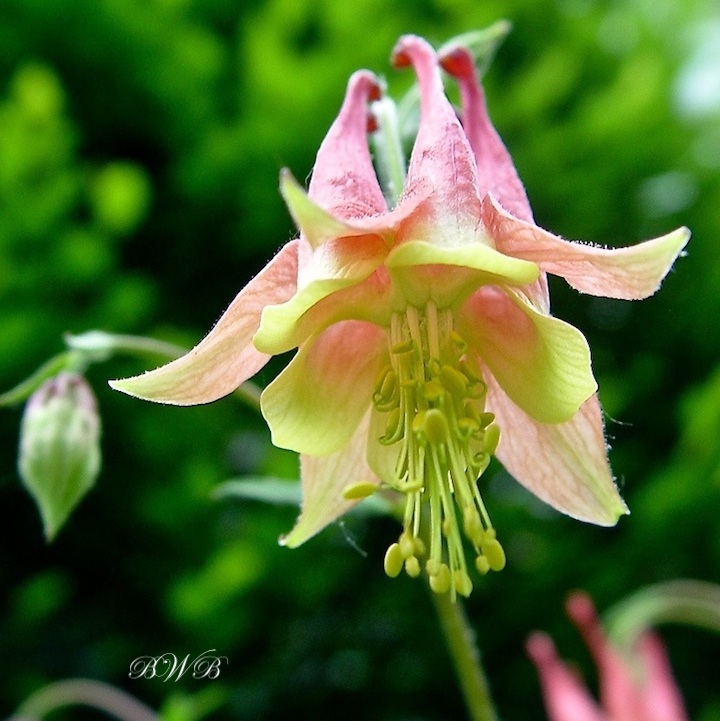 Columbine05192CROPPED.jpeg