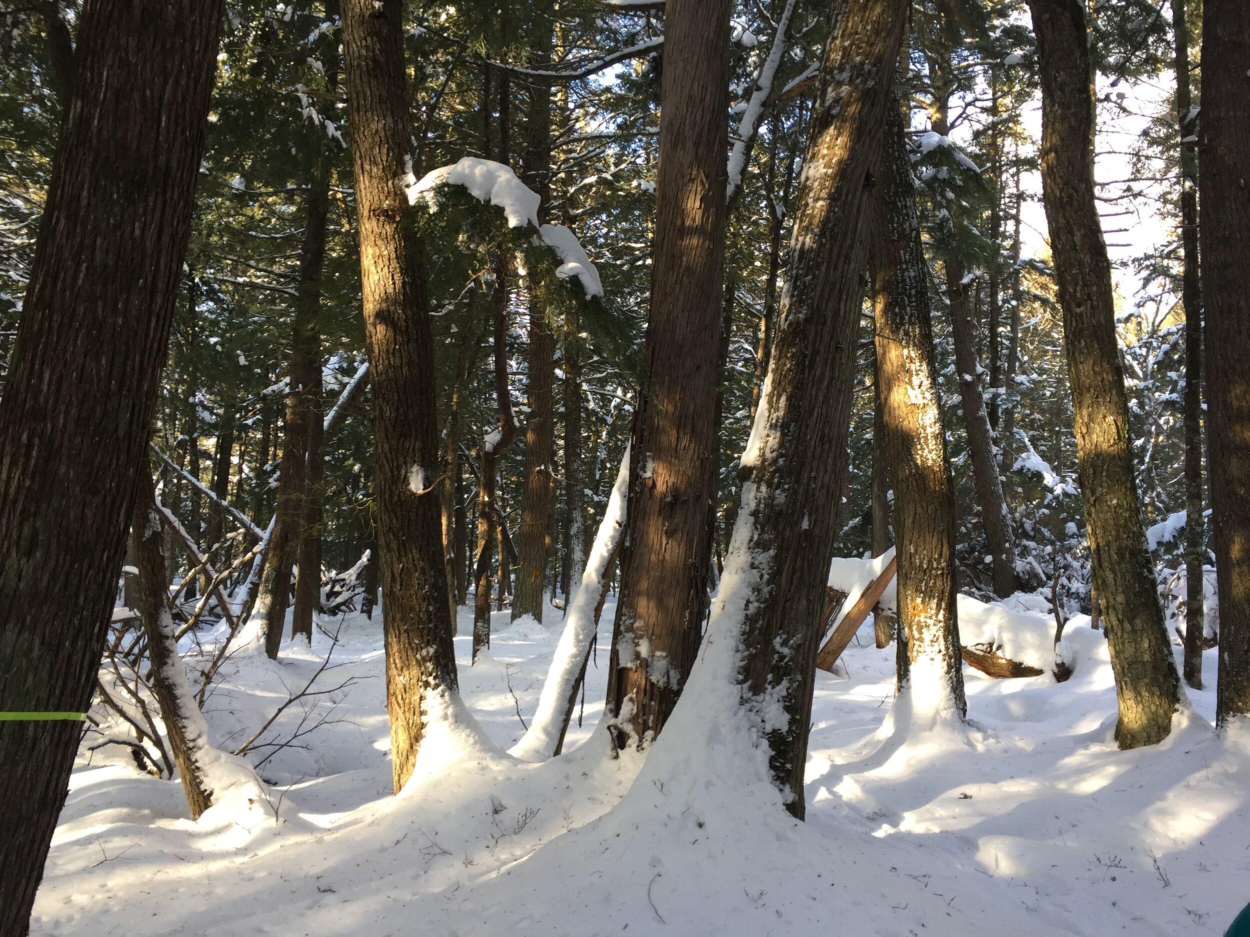 Old growth forest stand