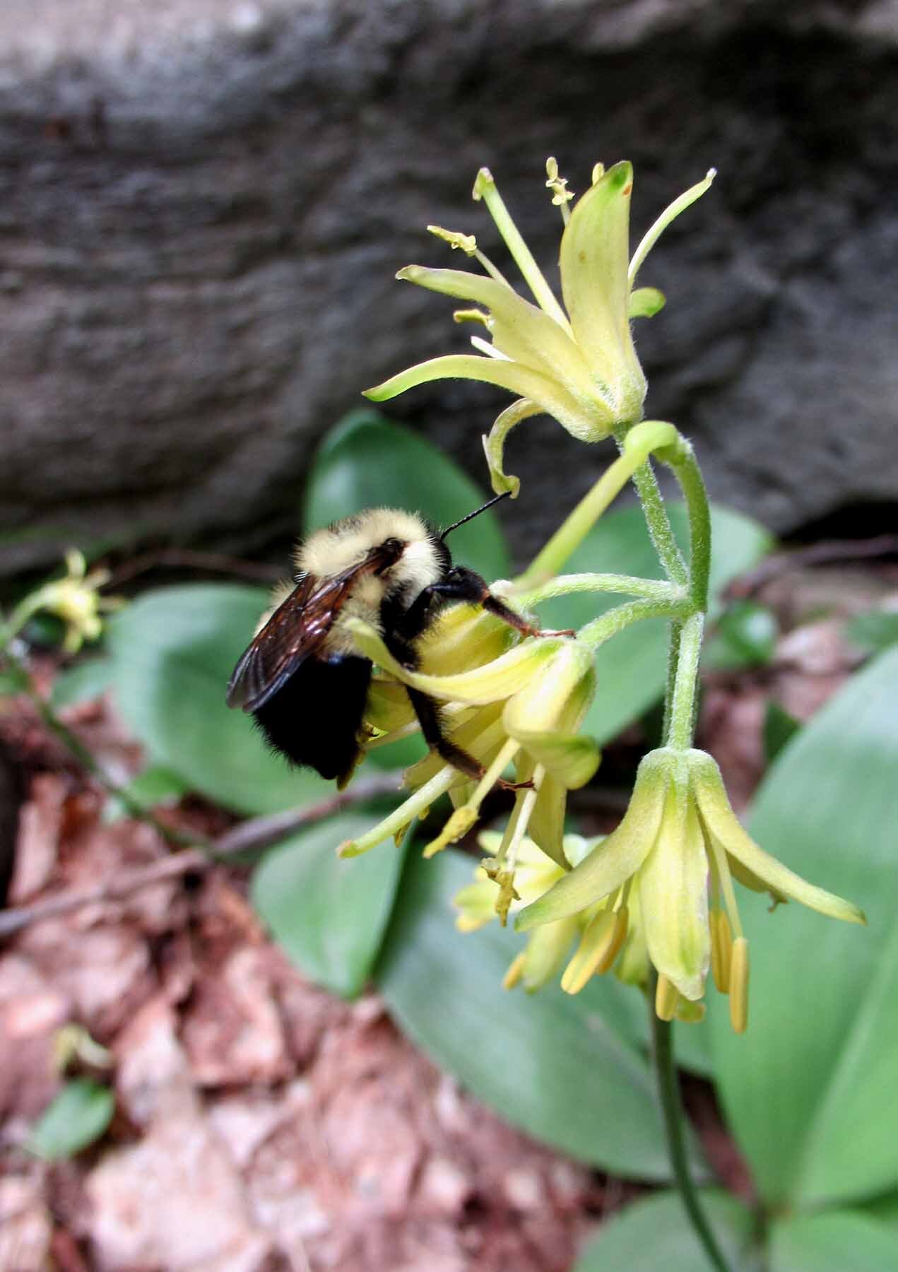 Bumble Bee on Blue-bead lily.jpg