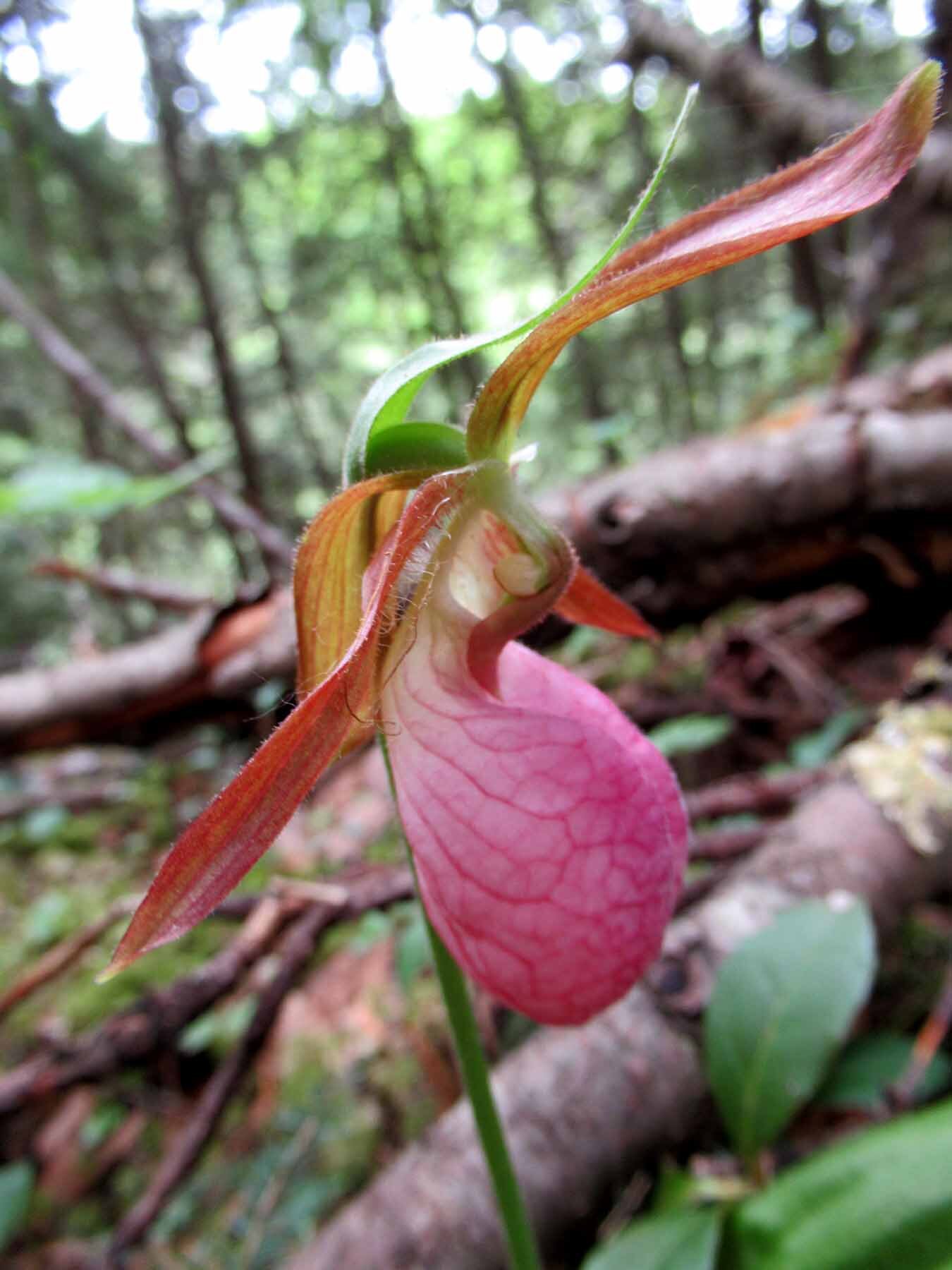 Piink Lady-slipper orchid 2.jpg