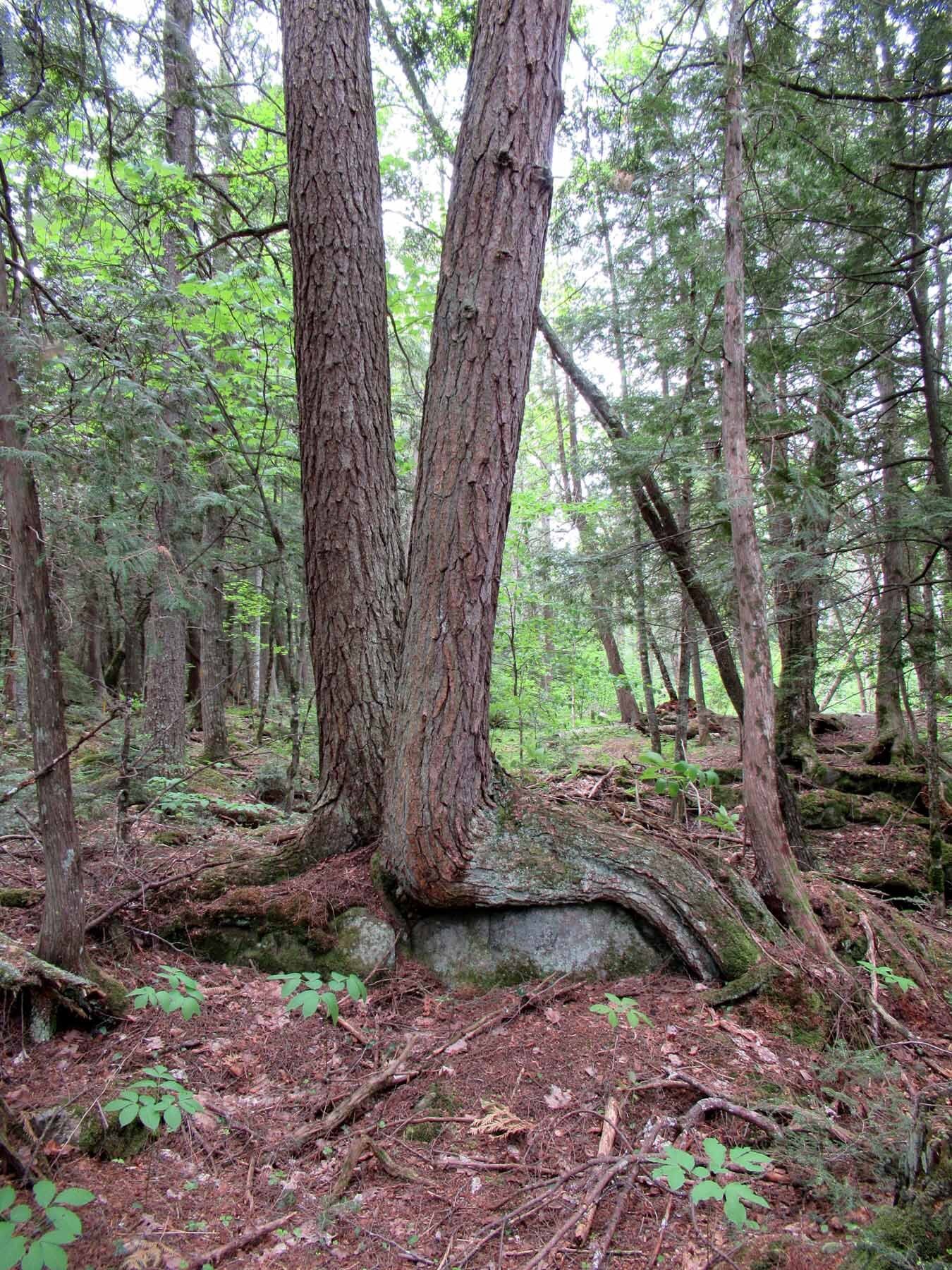 Tree standing on boulders.jpg