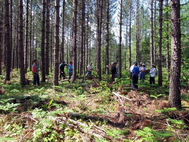 A group attending a Partners in Forestry and UW Center for Cooperatives workshop view the thinned stand