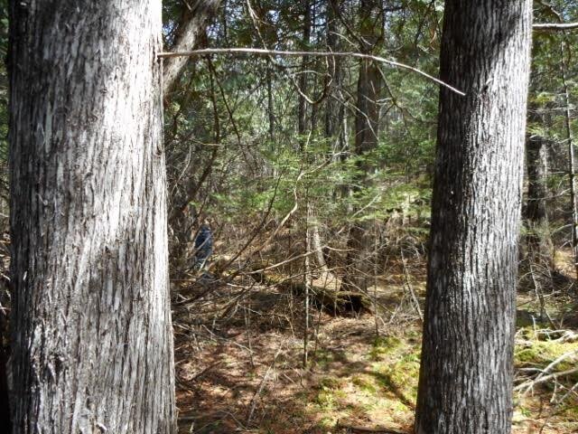 100-year-old cedar in river wetlands