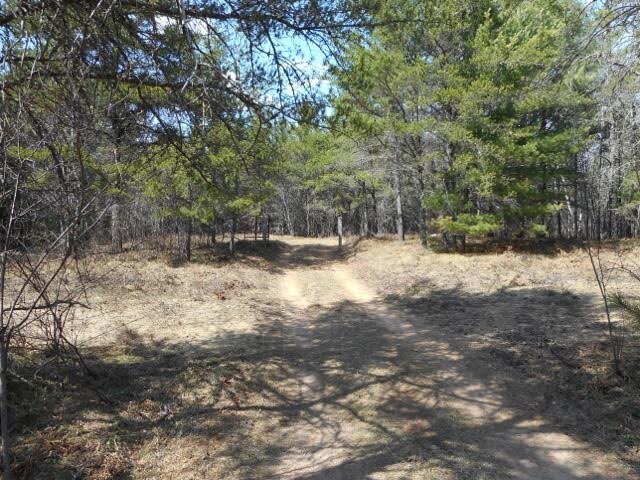 Forest entrance from County E