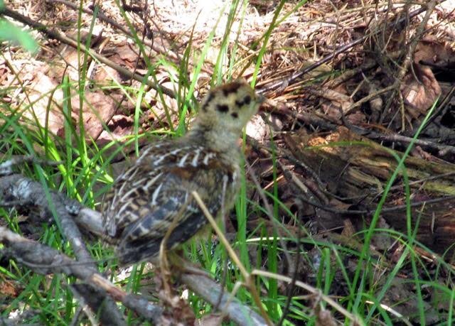 Spruce grouse chick