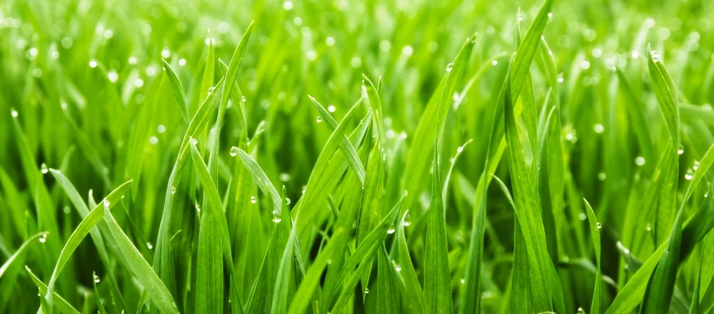 grass.jpg