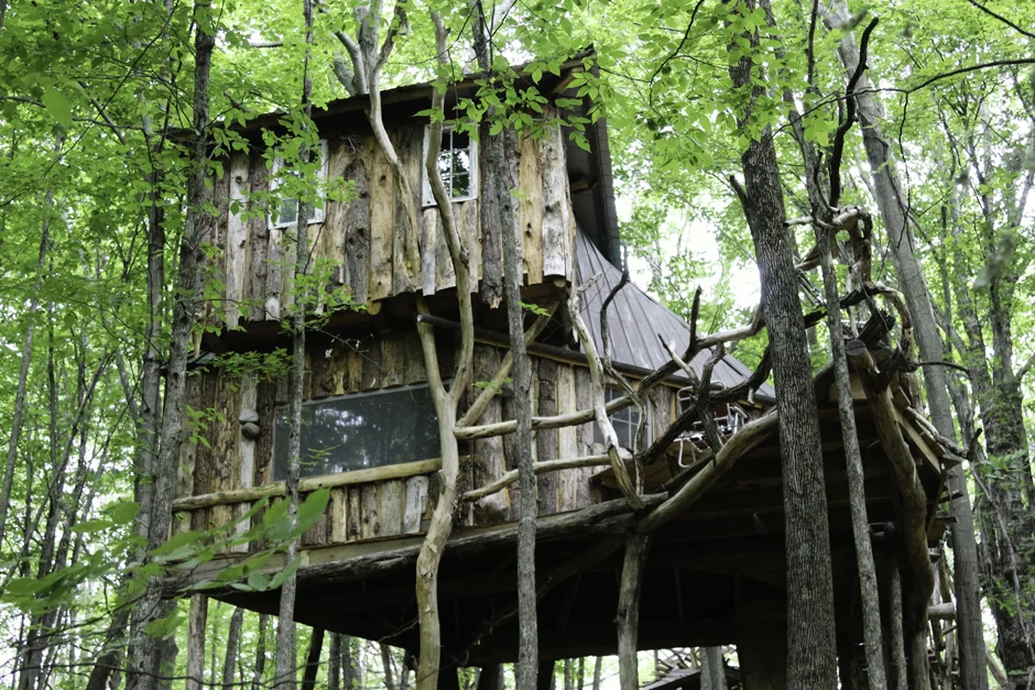 TREEHOUSE-FROM-BELOW.jpg