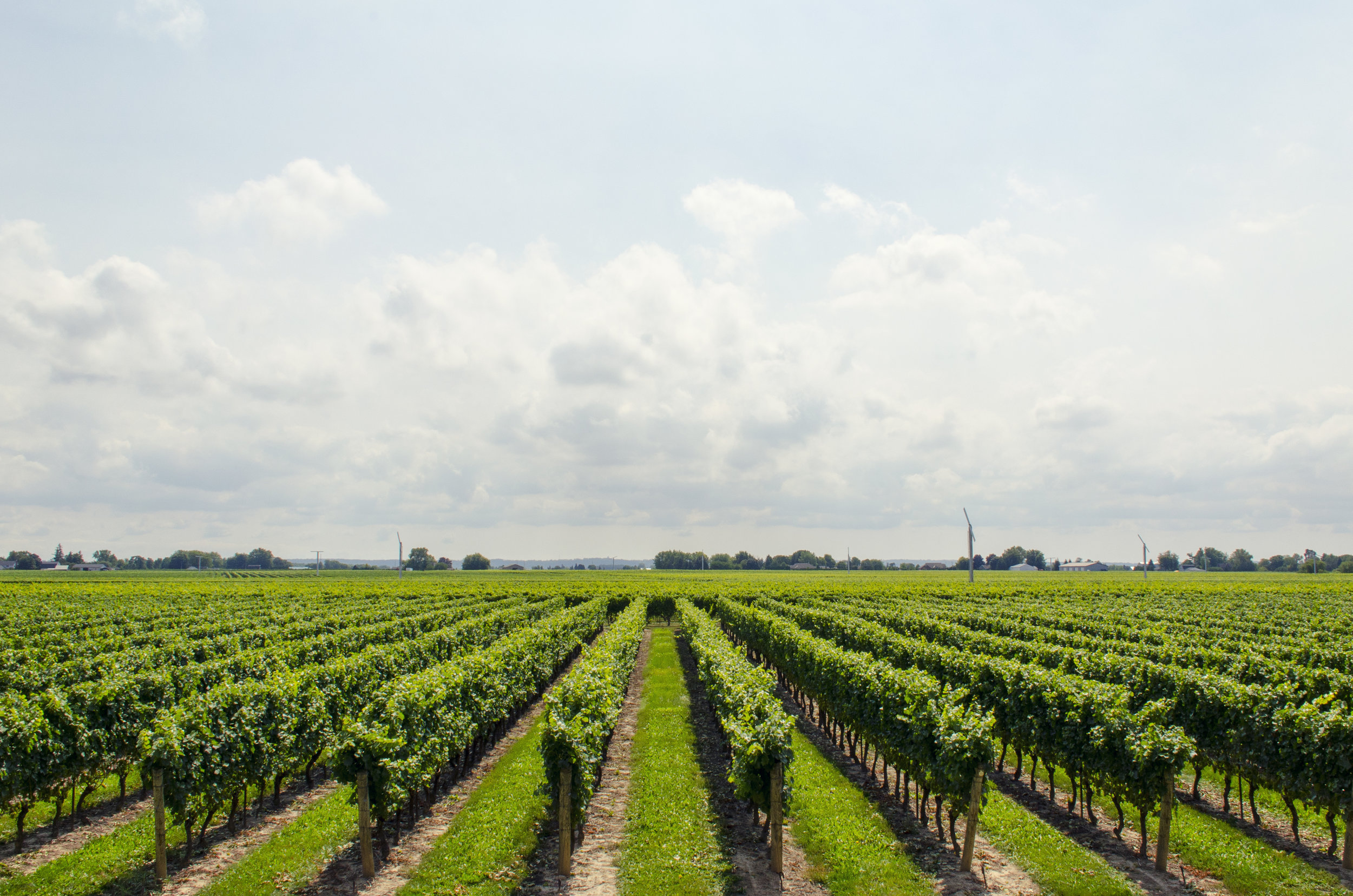 Vineyards