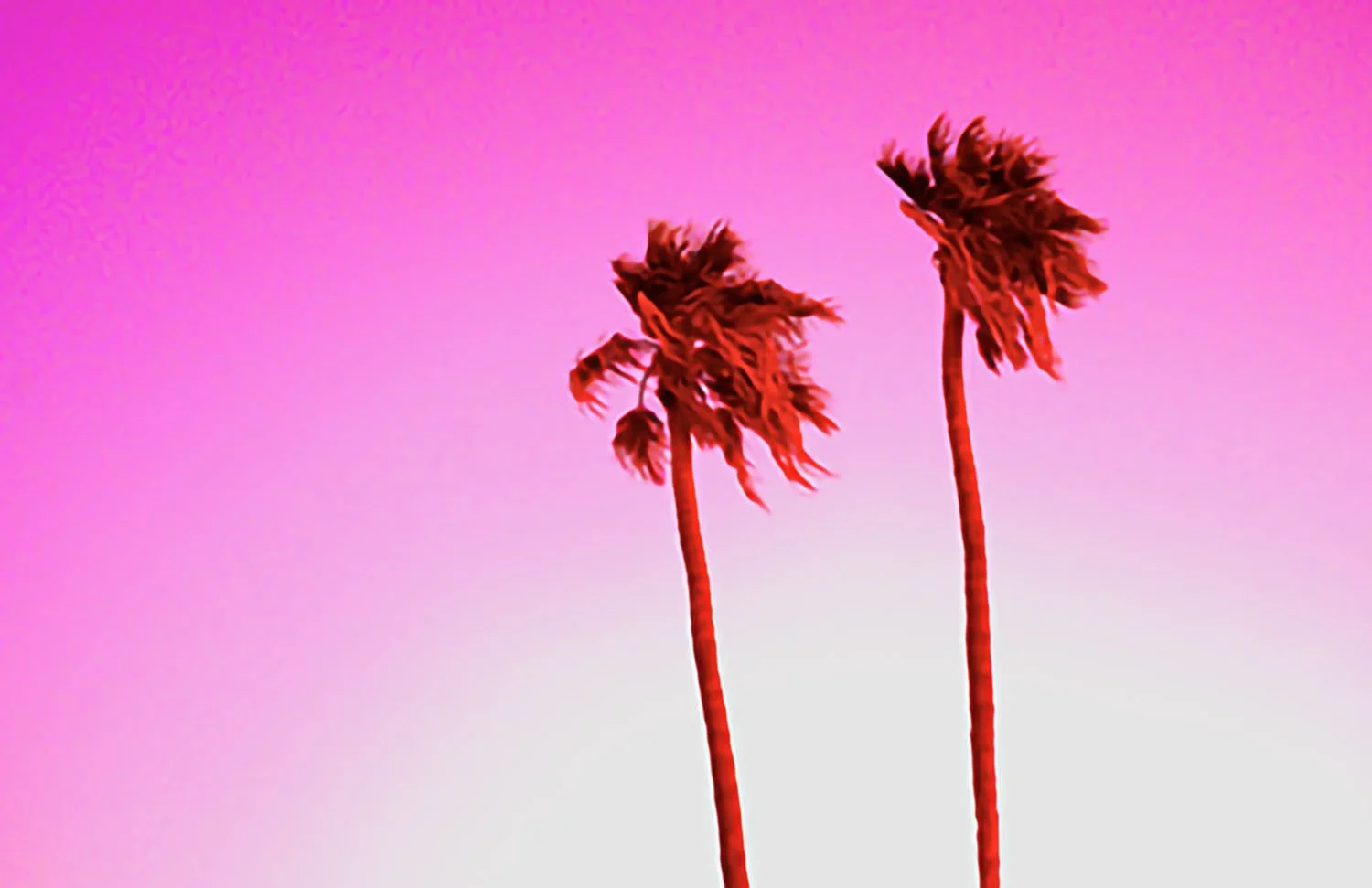 Online Gallery-Frankie Mark - Palma IIII.jpg