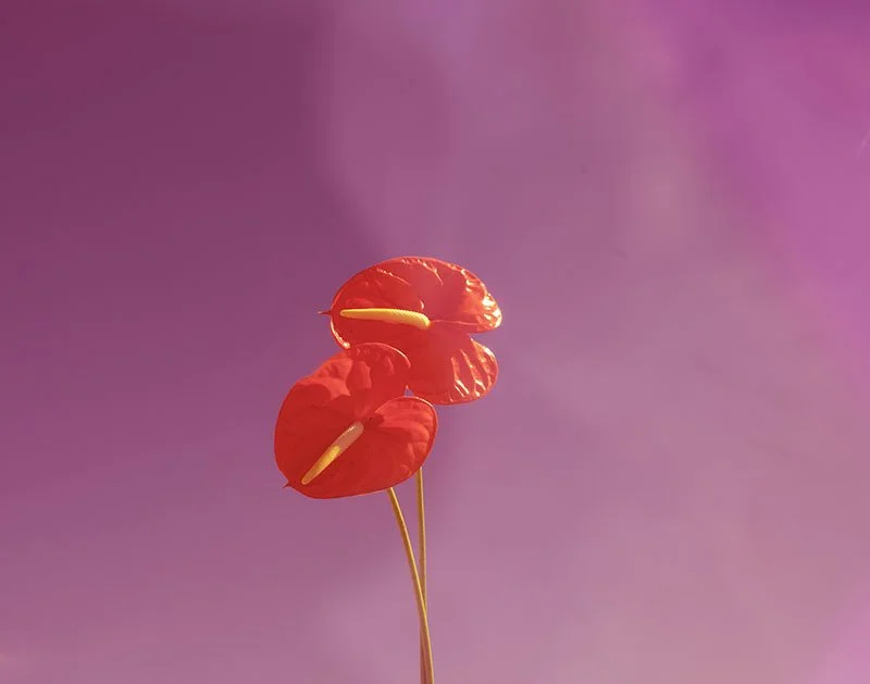 como la flor web .jpg