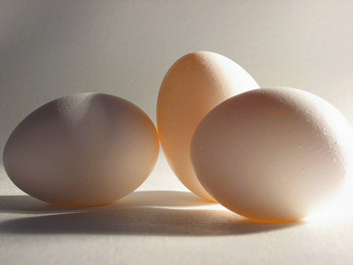 Eggs.gif
