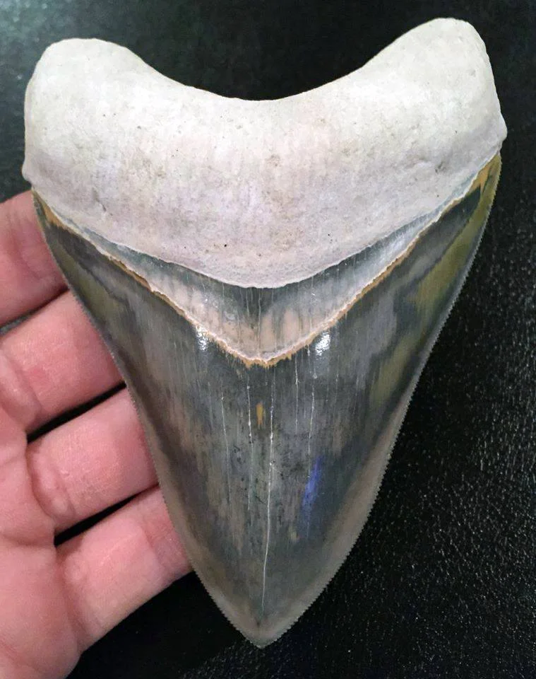 Bone Valley Megalodon Shark Tooth