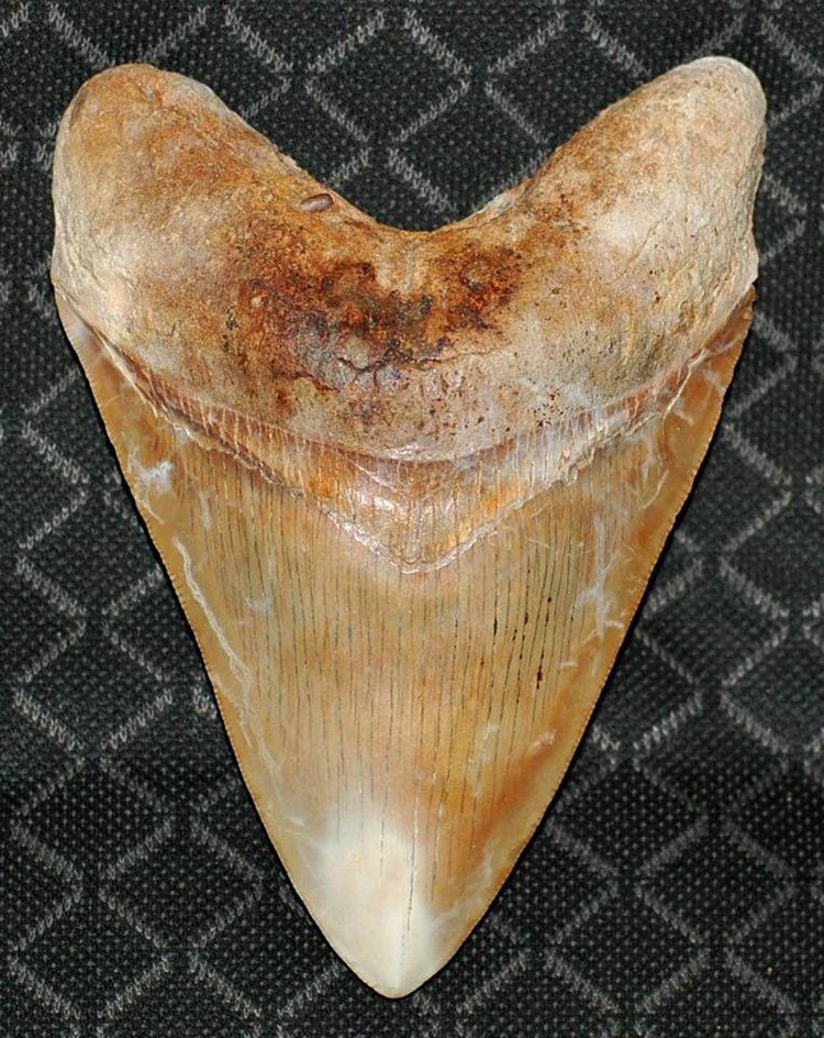 Megalodon tooth value