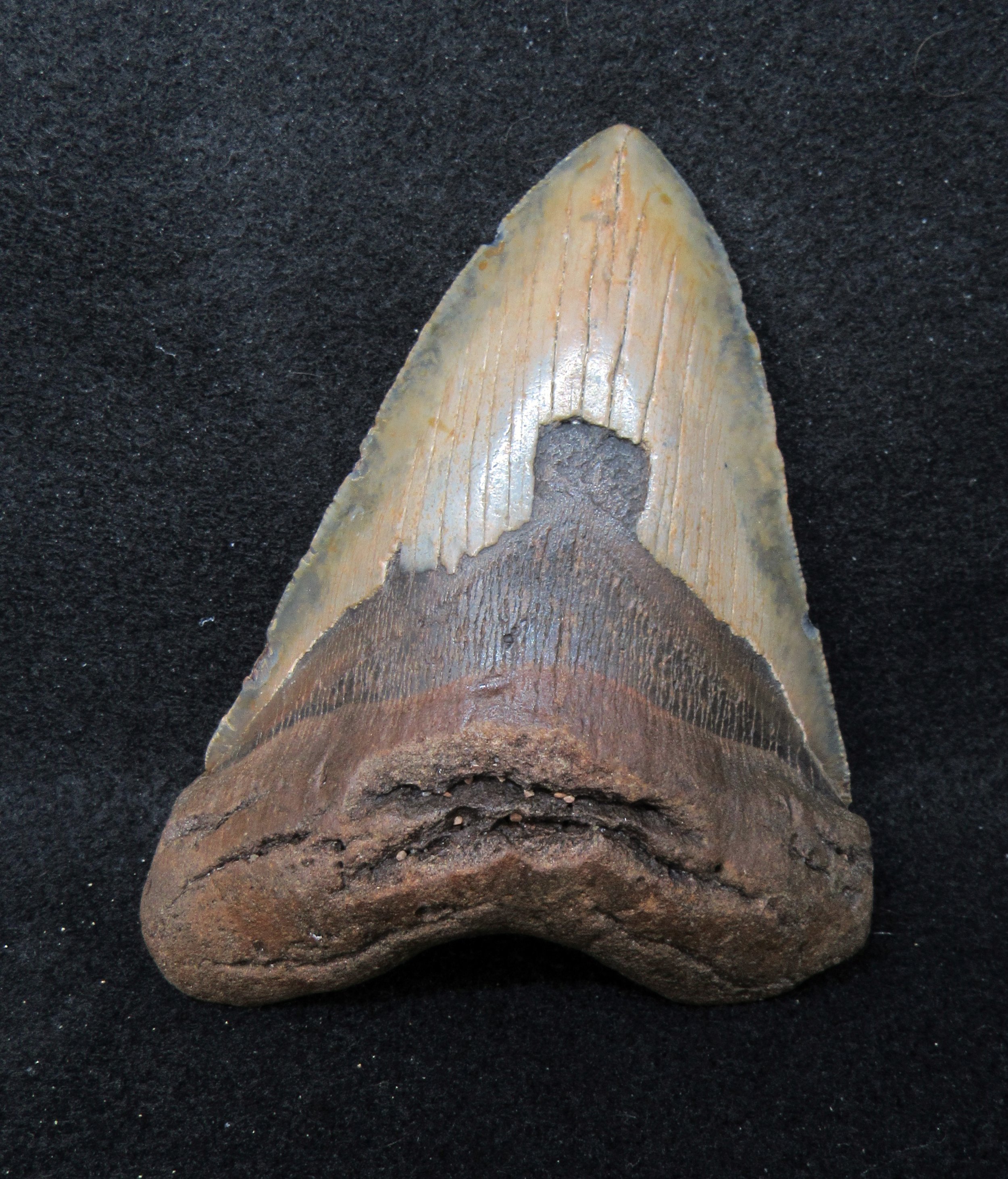 megalodon tooth for sale