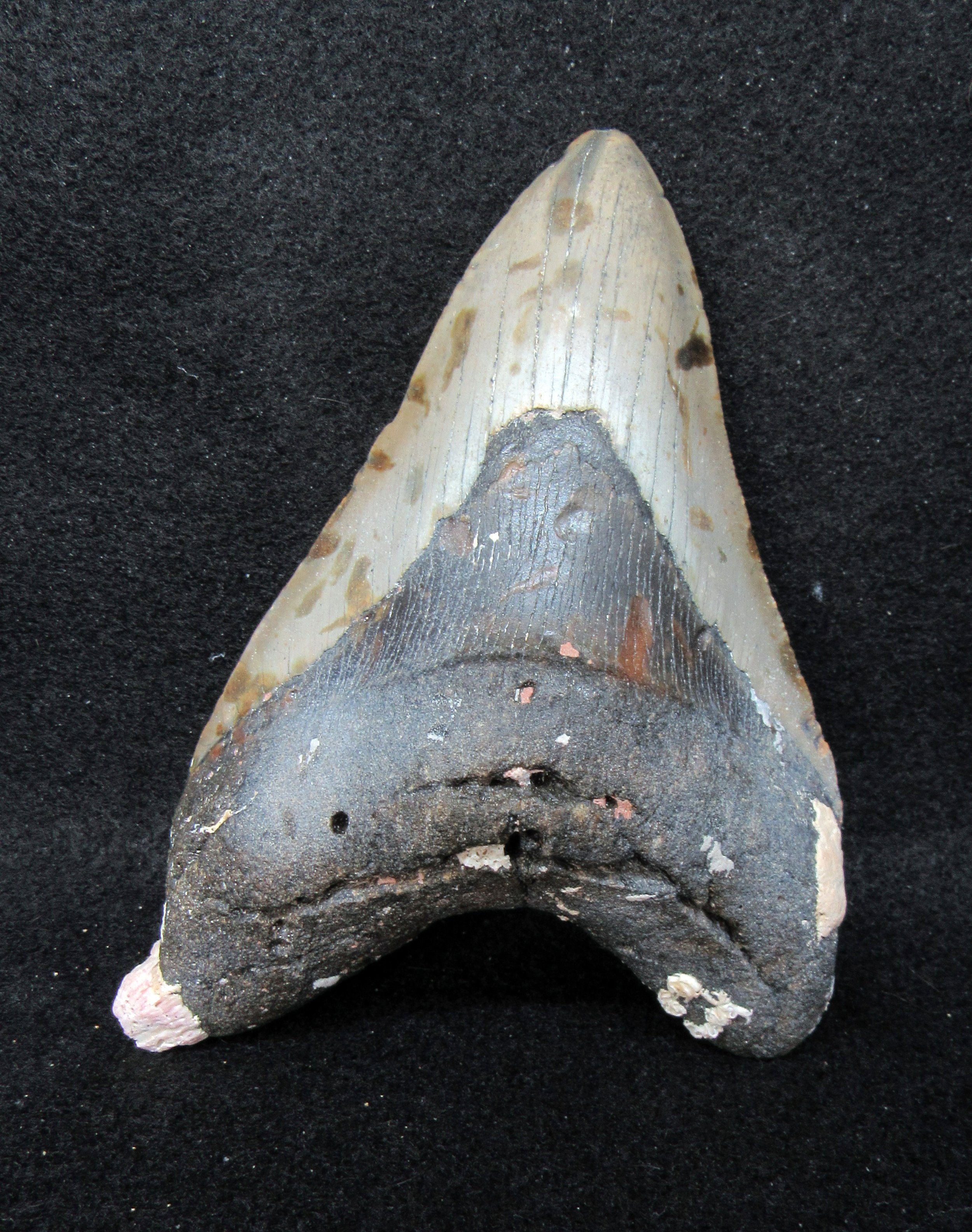 megalodon tooth for sale