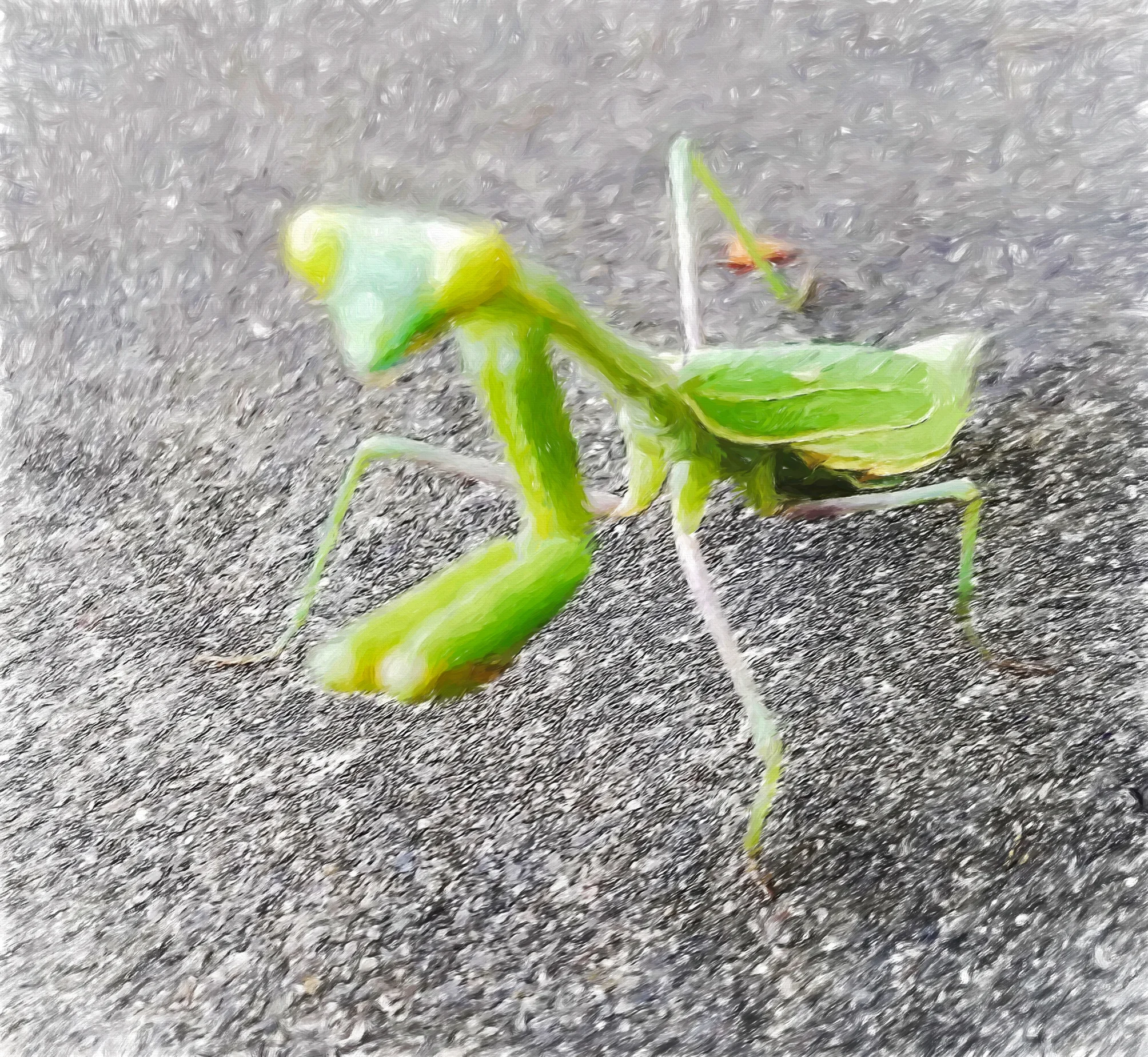 !2018 Musings IIA Stagmomantis.jpg