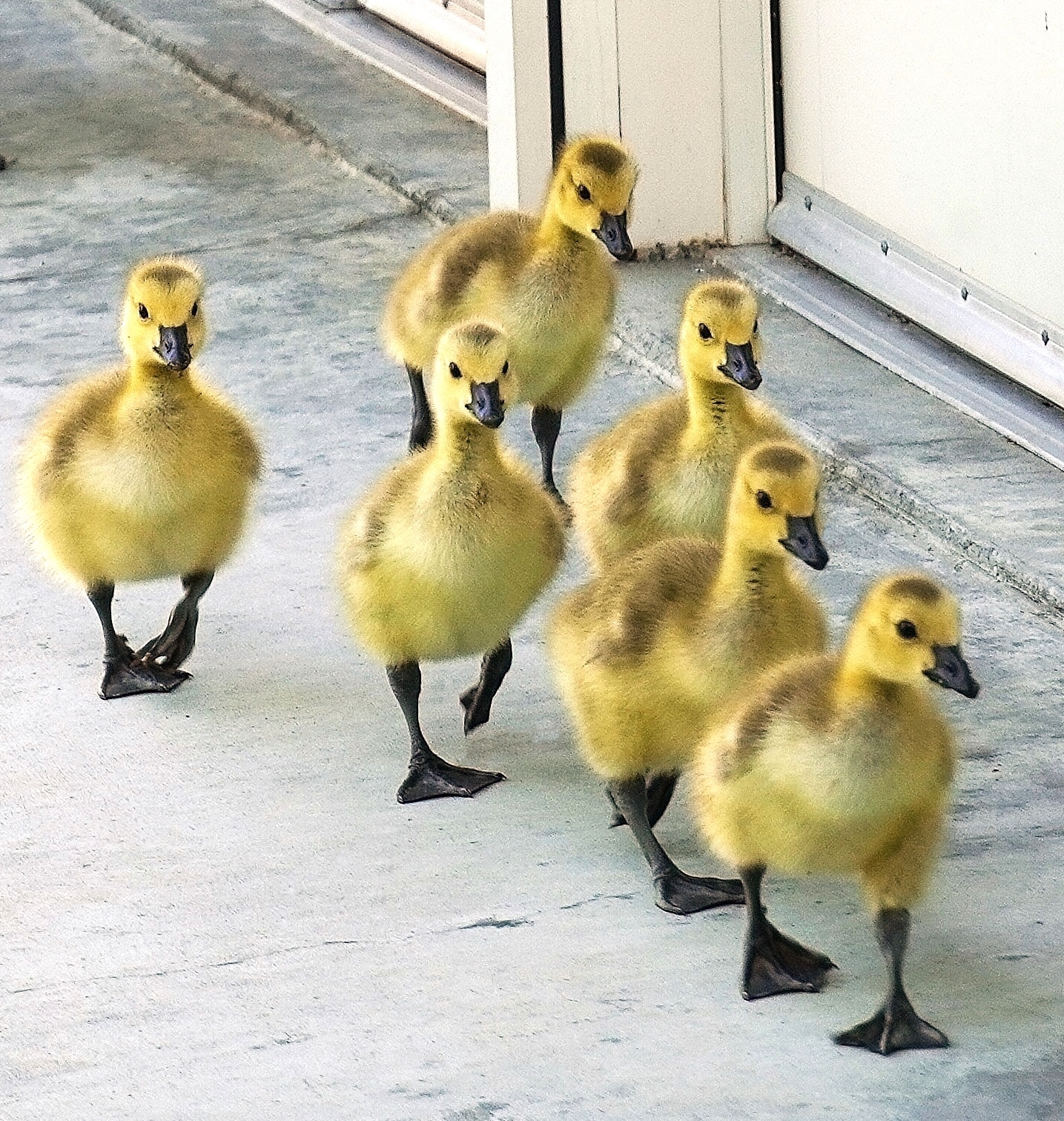 !take II Goose_family_retouched2.jpg