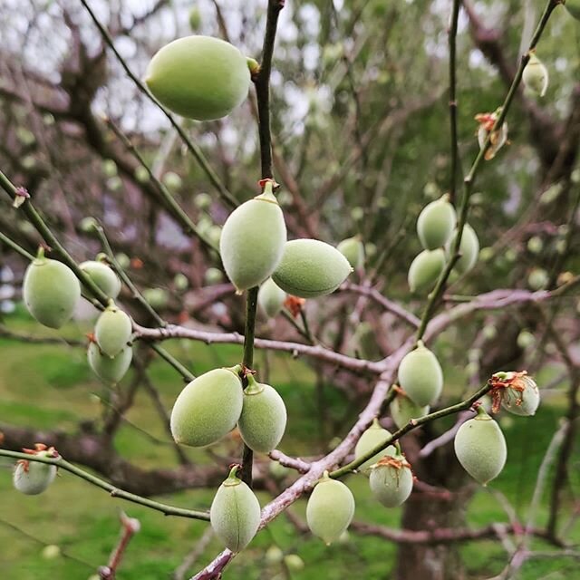 The #ume fruit has budded and is growing! Regular rain is essential for good growth. 
#NakataFoods #umeboshi #umeshu #terroir #liquor #liqueur&nbsp; #fruit #food #washoku #Japan #Wakayama #zen #local #craft #cultural #nature&nbsp; #worldheritage #vis