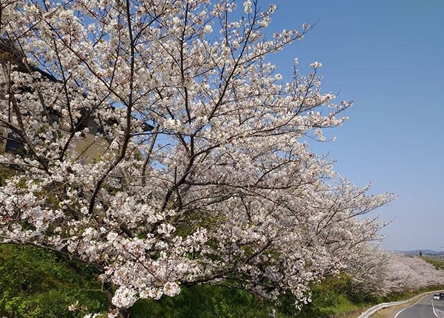 The world is still full of beauty! We have 80 mature #sakura #cherry trees in full bloom on our campus. Just like everyone, we're looking forward to whatever's on the other side of this crisis and welcoming people to #visitWakayama!

#NakataFoods #Ja