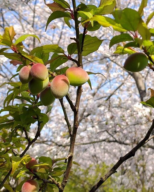 Fruit and #flower update! The #sakura cherry blossoms are popping out and happy #honeybees are buzzing all around. 
The Nanko #ume fruit continues to grow in the gradually warming springtime. Nanko are characterized by orange and red coloring and a r