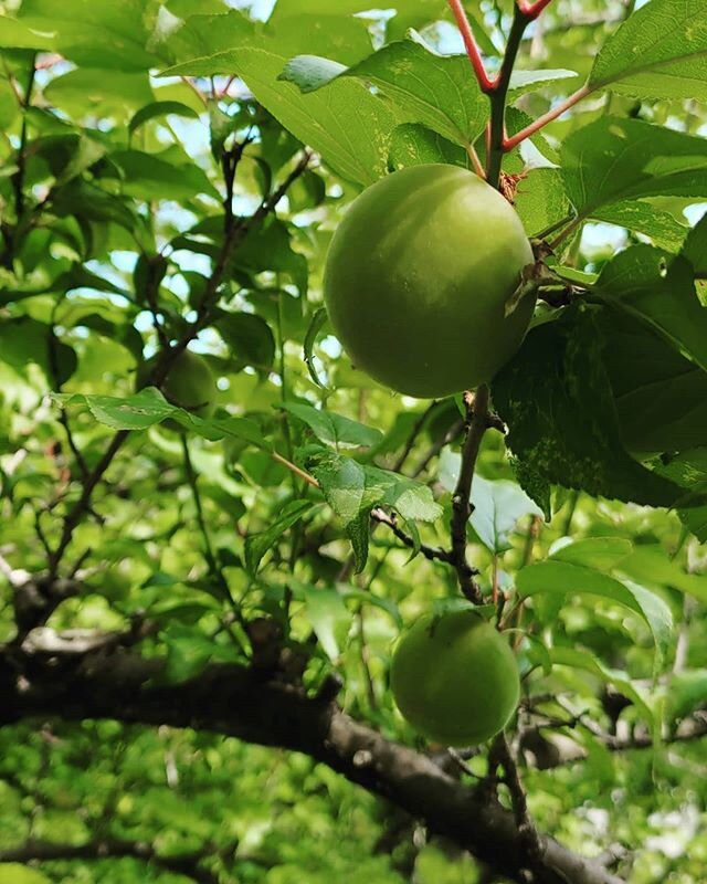 #Fruit update! First picture is the Nanko variety of ume, which is commonly accepted as the premier variety of ume, and which makes up the majority of the annual harvest here in southern #Wakayama. Nanko is characterized by thick and soft flesh, soft