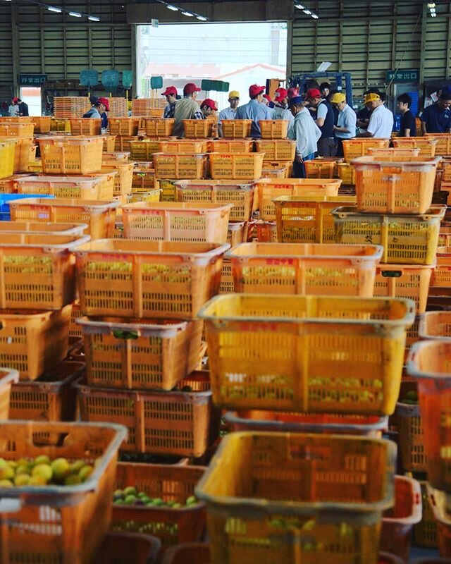 The #ume #harvest is ongoing now. Farmers and buyers gather for the #auction at Tanabe's central market early every morning 
The highest quality #umeboshi are made from very ripe and perishable ume that would not survive the trip to market. Farmers w